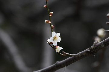 梅の花　白梅