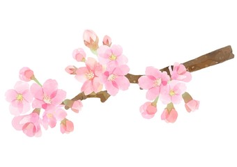 Naklejka premium 桜の枝