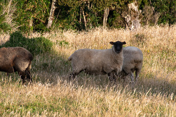 Sheep with black head looking at the front