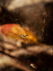 spider on a spider web close-up