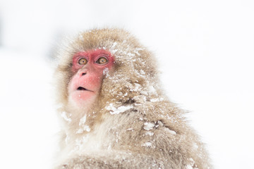 Snow monkey in Nagano Japan