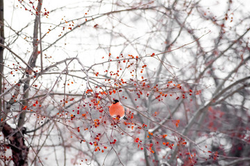 red bullfinch sitting on winter berry branches