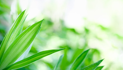 Beautiful nature view of green leaf on blurred greenery background in garden and sunlight with copy space using as background natural green plants landscape, ecology, fresh wallpaper concept.