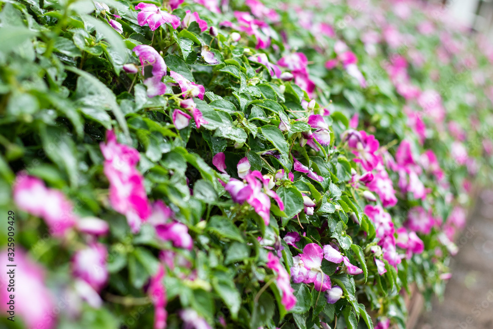 Wall mural flowers in the garden