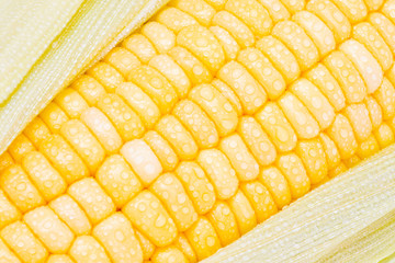 Fresh sweet corn vegetable. Close up