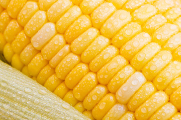 Fresh sweet corn vegetable. Close up