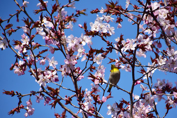 エゾヤマザクラにメジロ