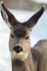 Cute Mule Deer Close-Up Portrait