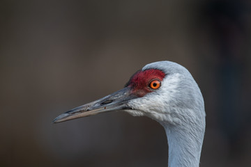 Sandhill crane portrait