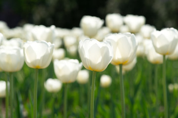 White flower tulips flowering in tulips field. Nature. Tulips field. Spring flowers tulips.