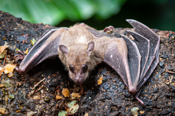 Source Of Corona Virus