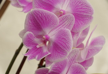 Beautiful light purple color of Phalaenopsis orchid flower