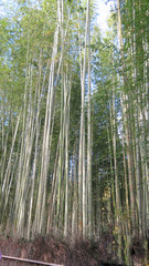 Fototapeta na wymiar Bamboo forest in December sunshine