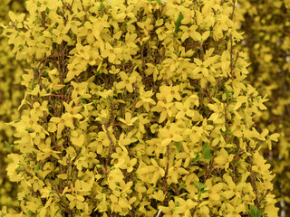 レンギョウの切り花