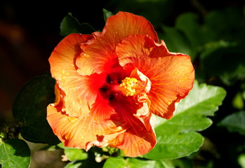 Beautiful flower of Chinese hibiscus 'Orange Truffle'
