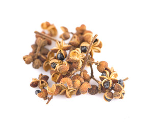 Zanthozylum limonella Alston an isolated on white background