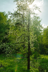 Fototapeta na wymiar Sunlit forest edge with flowering trees. spring forest landscape