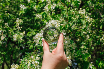 Lens ball in hand with reflection of blooming apple tree