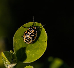 Orange, Black and White insect