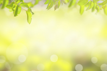 Spring background Green leaves on natural backgrounds and copy space