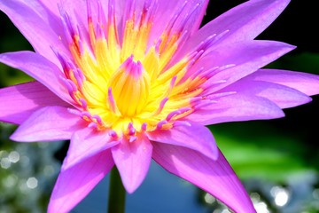 Blooming Lotus Flower and reflection in water, selective focus.	