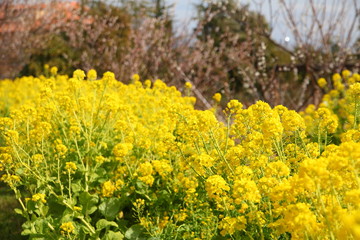 菜の花