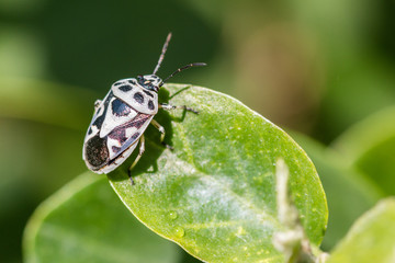 Black and white insect