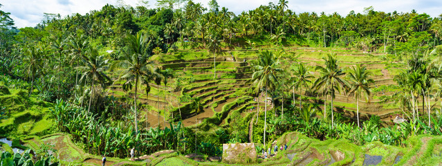 Fototapeta na wymiar Tegalalang rice terrace in Ubud, Bali, Indonesia. 