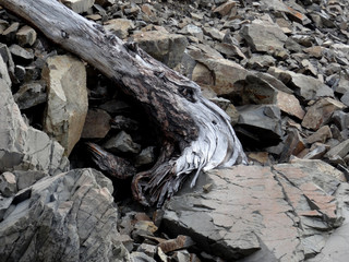 fancy-shaped snag on textured stones