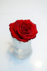red, fully developed rose from above in a glass vase on a white, blurred background