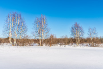 Young birch forest in winter in the sunshine against a blue sky. Winter landscape