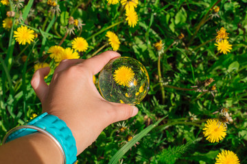 Lens ball in hand with reflection of yellow dandelions