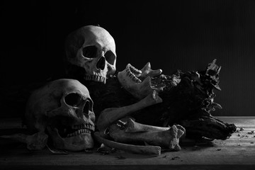 Skulls and jaw put on decay timber in old room which has dim light and dark background, adjustment...