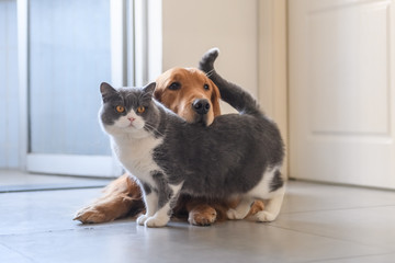 British shorthair and golden retriever
