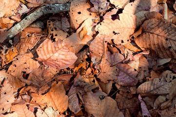 The leaves fell on the floor.
