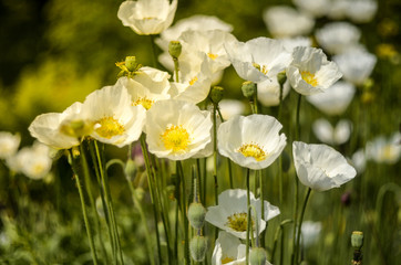 White wild poppies (Papaver amurense) lacking red pigment