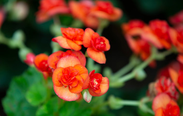 red flowers in the garden