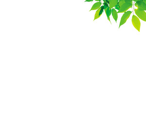 abstract background with green leaves