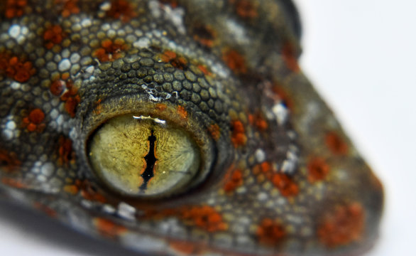 The bright yellow eye of the gecko and the white-orange-brown-black polka dots on the skin on a blurred background, close up.