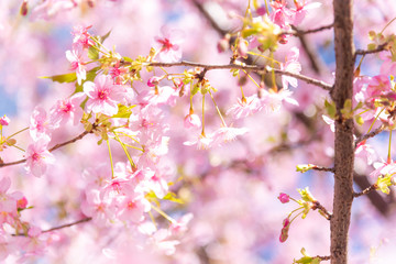 桜の花