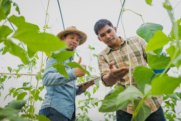 farmer checking and controling produce to qulity of product in farm field