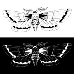 Beautiful mystical vintage black ink moth. Isolated insect on white background