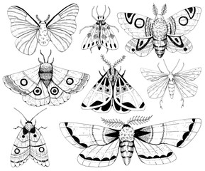 Beautiful mystical vintage black ink moth. Set of various butterflies. Isolated insect on white background