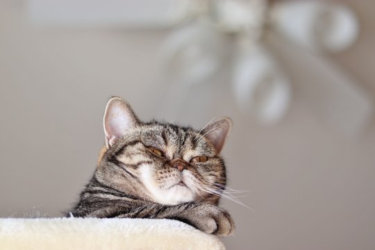 退屈な顔のふてにゃん猫アメリカンショートヘア