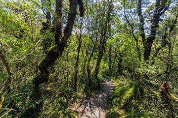 Fototapeta premium Whakapapa natural walk in Tongariro National Park, North Island, New Zealand.