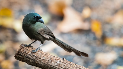 Racquet-tailed Treepie perching on a perch looking into a distance