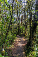 Obraz premium Whakapapa natural walk in Tongariro National Park, North Island, New Zealand.