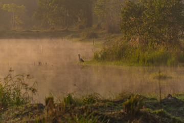 Obraz na płótnie Canvas Morning nature scene fog (mist) on the lake