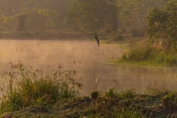 Morning nature scene fog (mist) on the lake