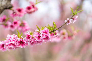 Peach Blossom